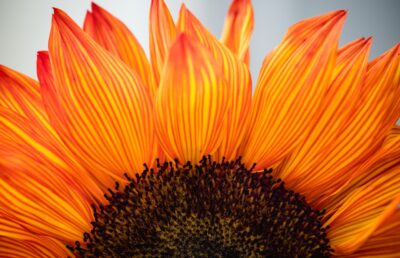 Photo Sunflower Taxi