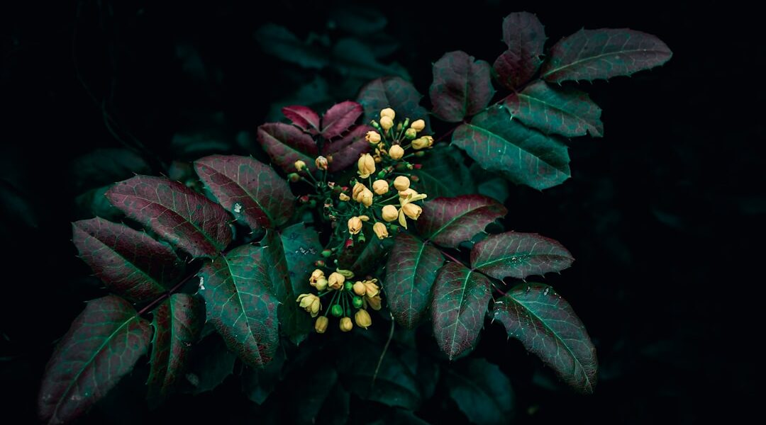 Photo Flowering plant