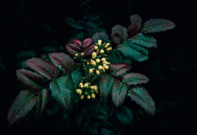 Photo Flowering plant